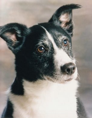 Karl Bartoni's dog, Barney, buried at the Rossendale Pet Cemetery