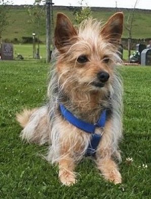 Karl bartoni's dog, Charlie, buried at the Rossendale Pet Cemetery.